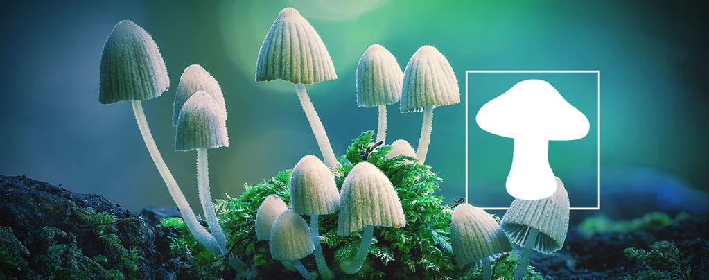 Magic Mushrooms For Sale Lowell
