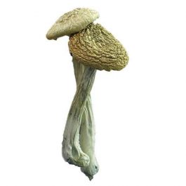 Magic Mushrooms For Sale Lane