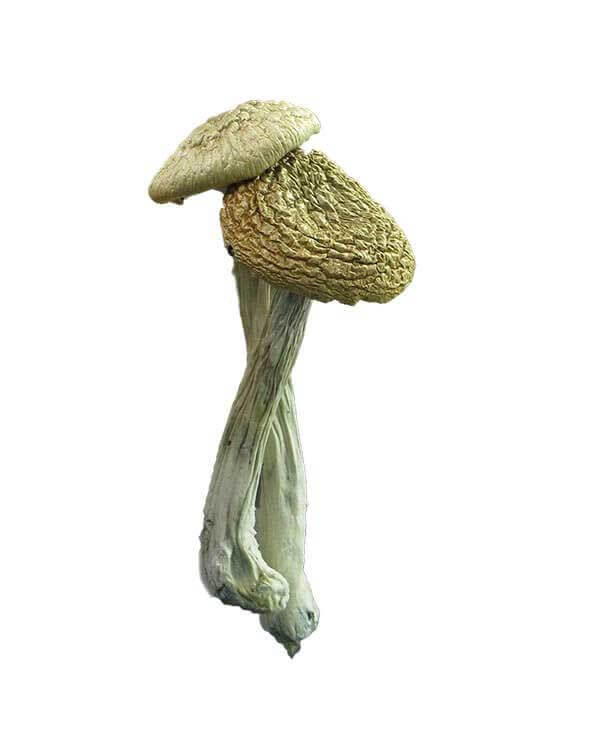 Supermarket Mushrooms
