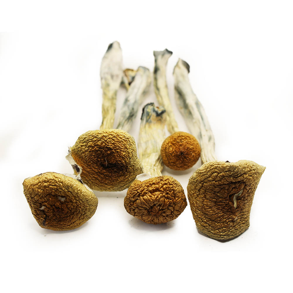 Psilocybin Mushrooms For Sale | Buy Psilocybe cubensis