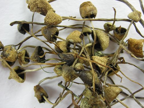 Most Potent Psilocybin Mushrooms - Edible Same Day Delivery