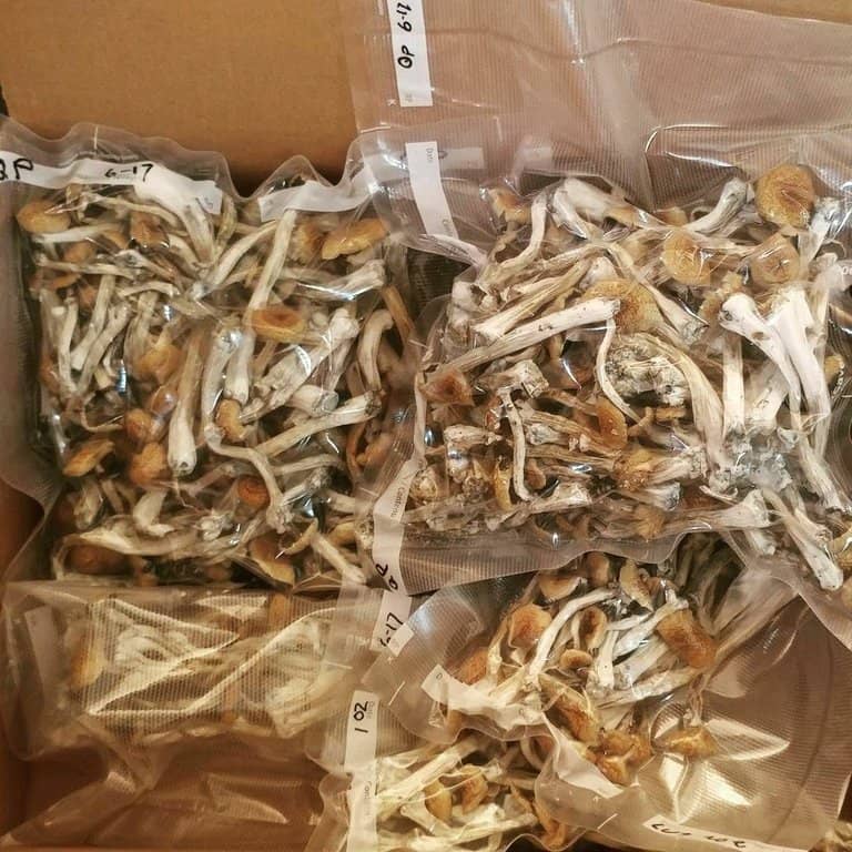 Massachusetts Magic Mushrooms Delivery 