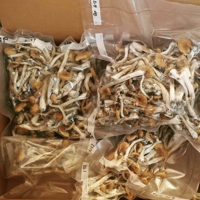 Magic Mushrooms For Sale Panama