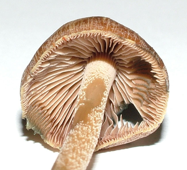 Buy Hallucinogenic Mushrooms Online - Dried Mushrooms