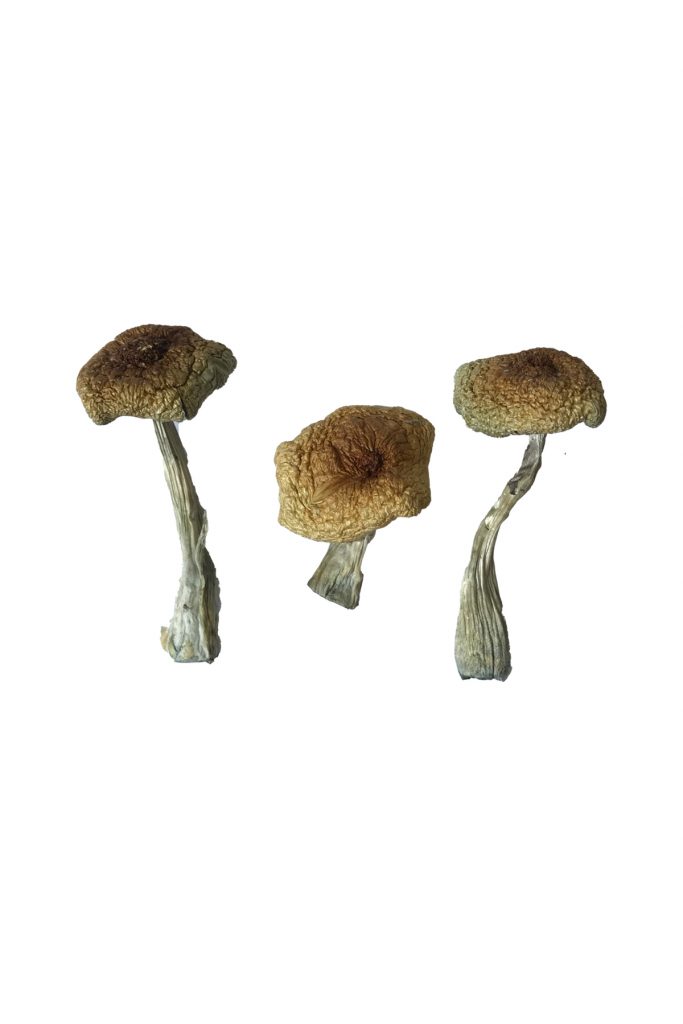 Buy Magic Mushrooms Atlanta