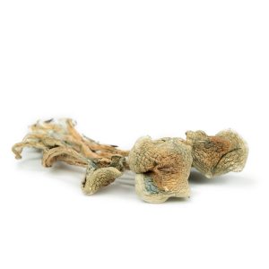 Read more about the article psilocybin mushrooms for sale USA
