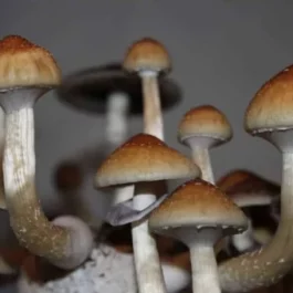 Magic Mushrooms For Sale Newton