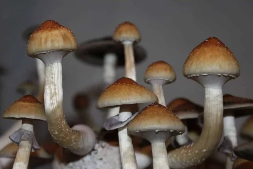 PTSD Treatment With Mushrooms