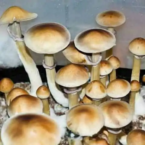 Burma Cubensis Mushroom Spores