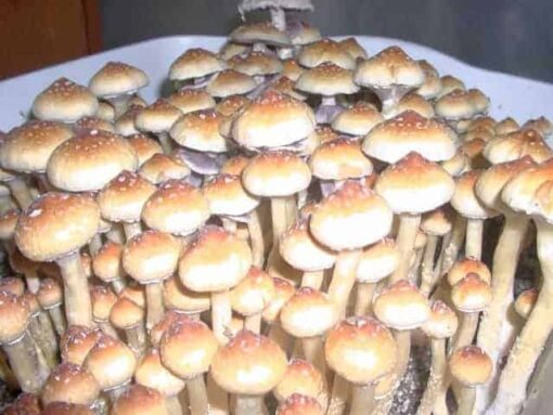 Magic Mushrooms Buy Online