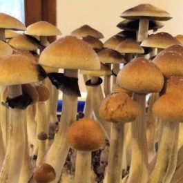 Magic Mushrooms For Sale Ashland