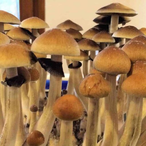 B + Magic Mushrooms