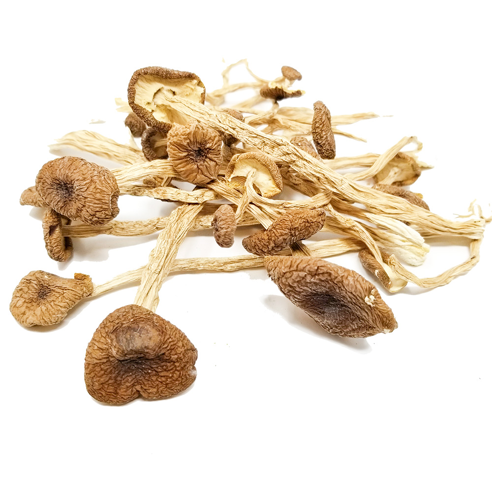 Psilocybin Mexican Mushroom