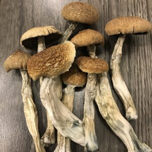 Magic Mushrooms Nebraska