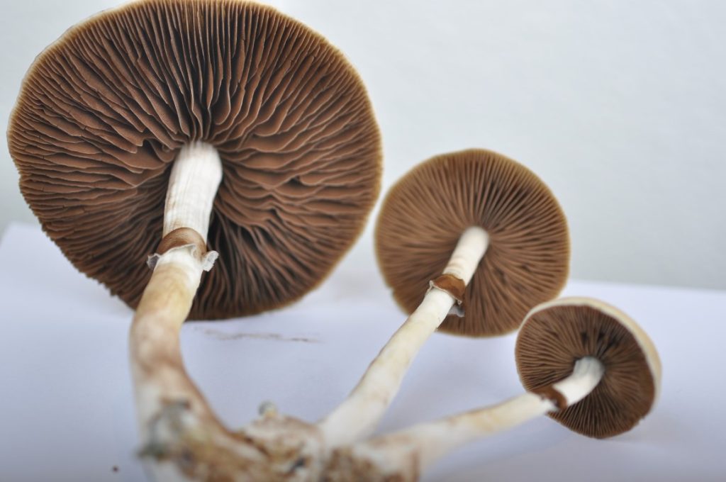 Best Place To Buy Magic Mushrooms Online