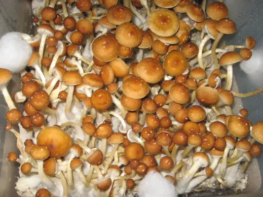 Psilocybin Mushrooms