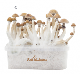 Where To Buy Shrooms?