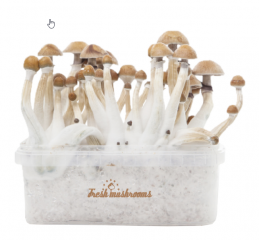 Magic Mushrooms Dispensary