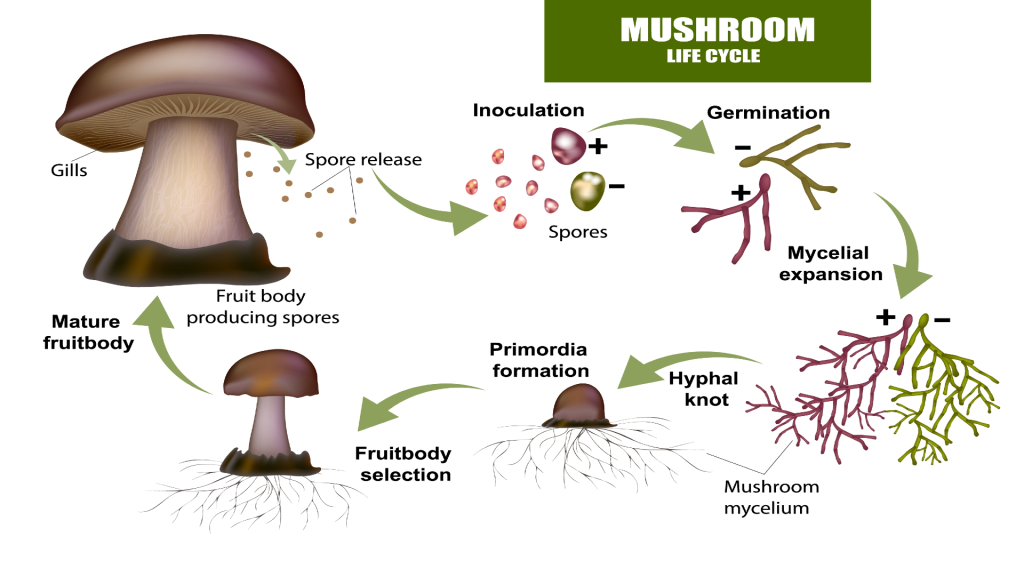 Psychedelic Mushroom Spores