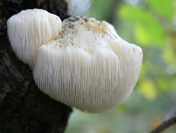 Mushroom Delivery Near Me