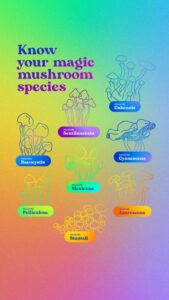 Read more about the article Minnesota Magic Mushrooms Store: Buy Dried Mushrooms Near Me