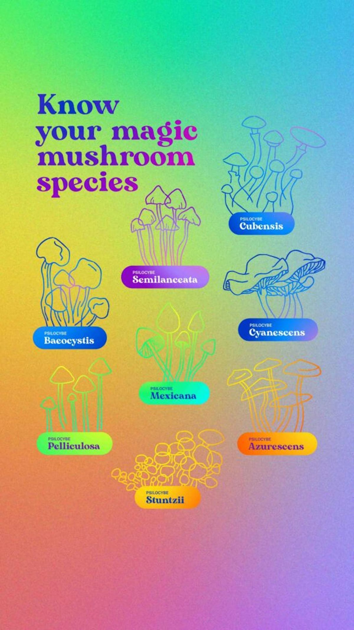 You are currently viewing Minnesota Magic Mushrooms Store: Buy Dried Mushrooms Near Me
