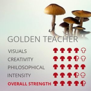 Read more about the article Golden Teacher Magic Mushrooms Store