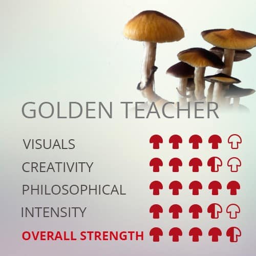 Buy Golden Teacher Mushrooms Online | Psilocybin mushrooms