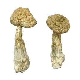 Burma mushrooms
