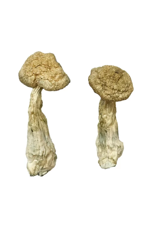 Burma Magic Mushrooms