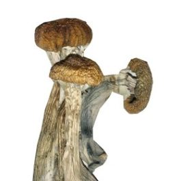Buy Ecuadorian Mushrooms Brewster