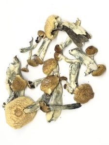 Read more about the article Psilocybin have Recently Been Shown To Produce Sustained Benefit