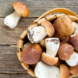 Porcini Mushrooms