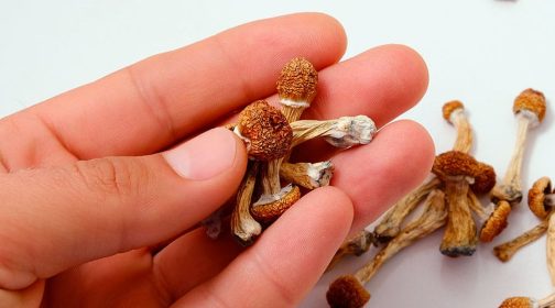Psilocybin magic mushrooms for sale in the USA are naturally occurring fungi that produce psychoactive compounds