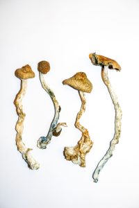 Read more about the article Golden Teacher Magic Mushrooms: The Ultimate Guide