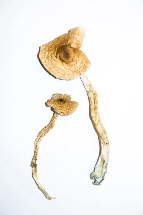 You are currently viewing buy golden teacher mushrooms online