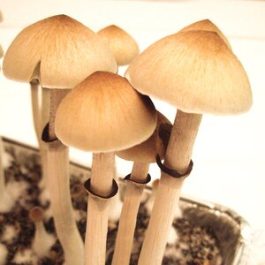 hawaiian magic mushrooms