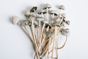 Read more about the article Liberty Caps Mushroom