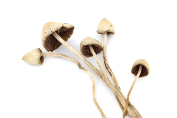 magic mushrooms dried for sale