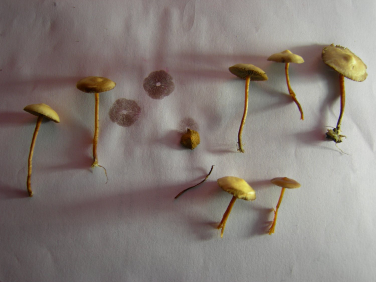 Real Mushrooms Website - Psilocybe Stuntzii