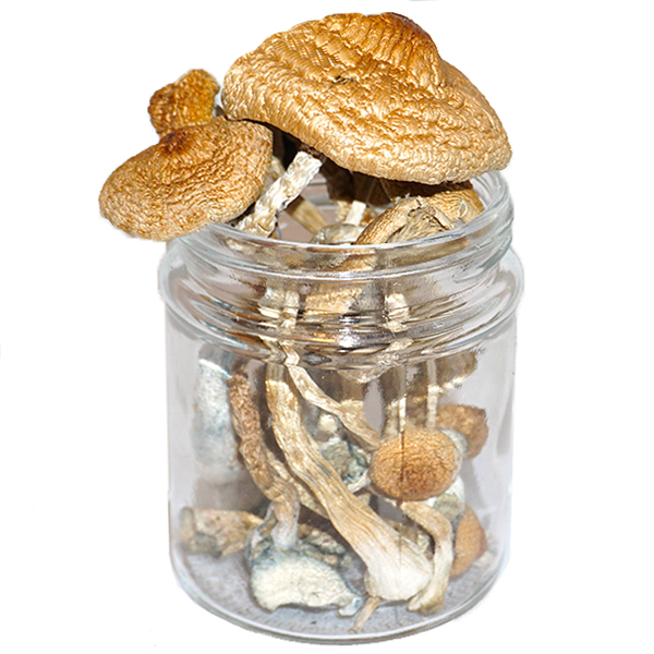 You are currently viewing Golden Teacher Magic Mushrooms