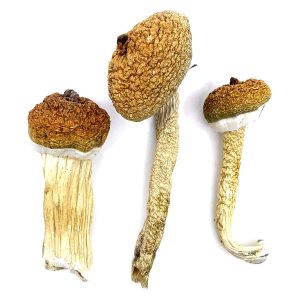 Read more about the article Buy Blue meanie mushroom For Sale
