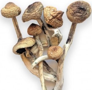 Read more about the article Buy Ecuadorian Mushrooms for sale Denver
