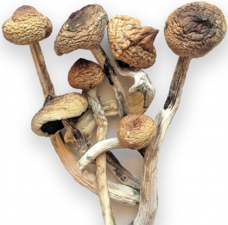 You are currently viewing Buy Ecuadorian Mushrooms for sale Denver