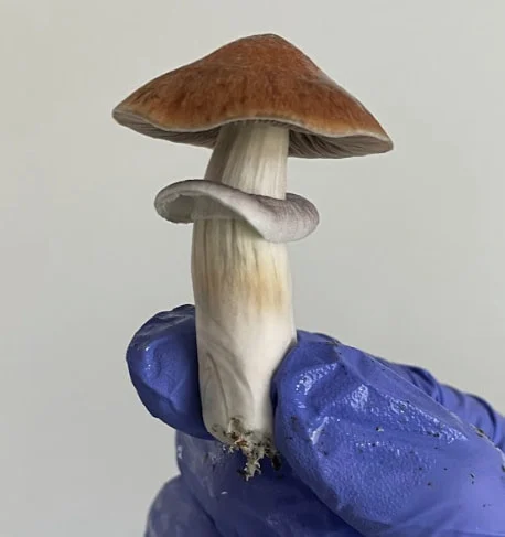 Therapeutic Psychedelic Mushrooms For Sale USA