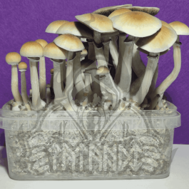 Blue Meanie Magic Mushroom kit – Tatandi