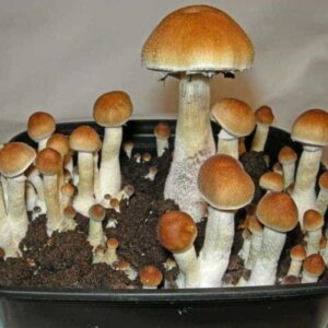 Read more about the article Mushroom Spores in the United States: Biology, Uses, Law, and Culture