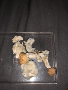 Magic mushrooms in alabama for sale online