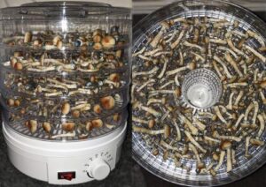 Read more about the article Buy dried mushrooms near me: Complete Guide