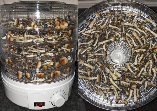 You are currently viewing Buy dried mushrooms near me: Complete Guide